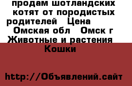 продам шотландских котят от породистых родителей › Цена ­ 1 000 - Омская обл., Омск г. Животные и растения » Кошки   